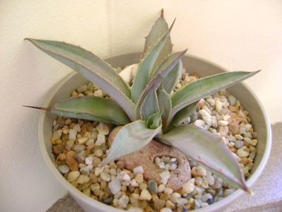 Agave macroacantha