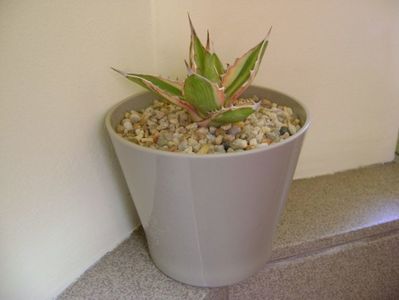 Agave lophantha quadricolor