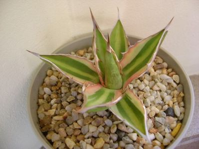 Agave lophantha quadricolor