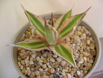 Agave lophantha quadricolor