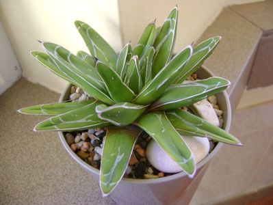 Agave victoria reginae