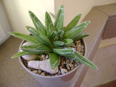 Agave victoria reginae