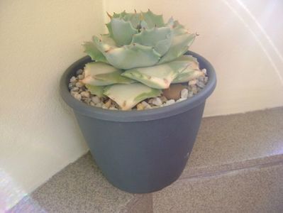 Agave isthmensis cv. Orhi Razin Shirifukurin