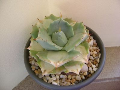 Agave isthmensis cv. Orhi Razin Shirifukurin