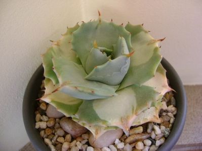 Agave isthmensis cv. Orhi Razin Shirifukurin