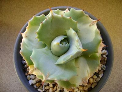 Agave isthmensis cv. Orhi Razin Shirifukurin