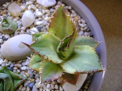 Agave titanota marginata