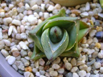 Agave pumila nana