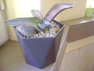 Agave titanota cv. White Ice