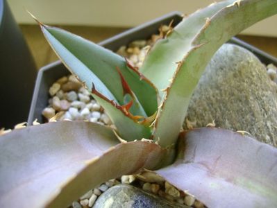 Agave titanota cv. White Ice