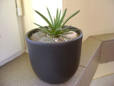 Agave albopilosa