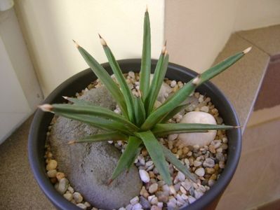 Agave albopilosa