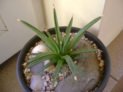 Agave albopilosa