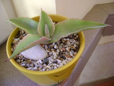 Agave gypsophila