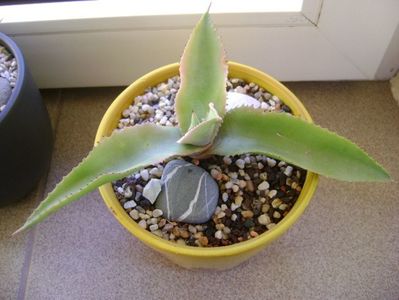 Agave gypsophila