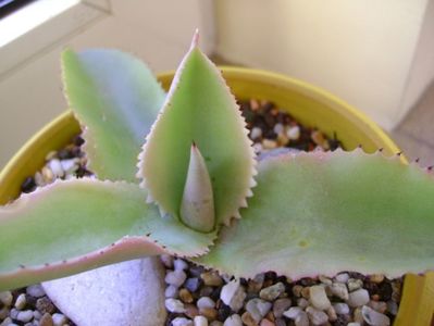 Agave gypsophila