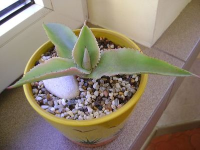 Agave gypsophila