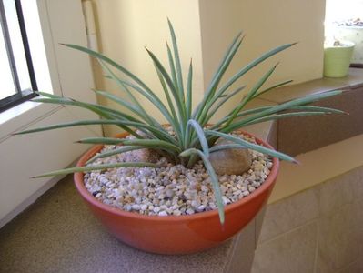 Agave stricta nana "Blue form"