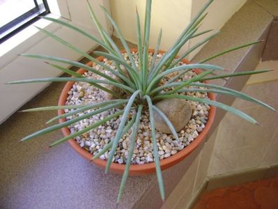 Agave stricta nana "Blue form"