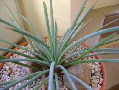 Agave stricta nana "Blue form"