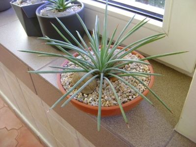 Agave stricta nana "Blue form"