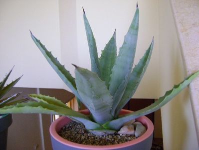 Agave chrysantha