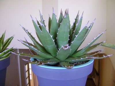 Agave horrida