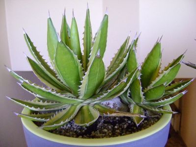 Agave lophantha quadricolor