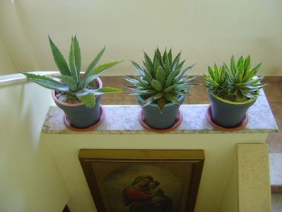 Grup de 3 Agave; Agave chrysantha
Agave lophantha quadricolor
Agave horrida
