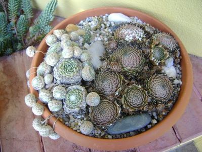 Suculente winter-hardy; Orostachys spinosa
Sempervivum arachnoideum
Opuntia sp.
