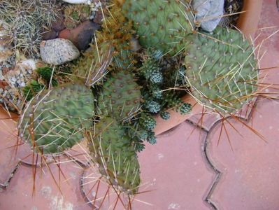 Opuntia phaeacantha