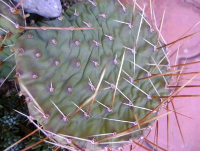 Opuntia phaeacantha