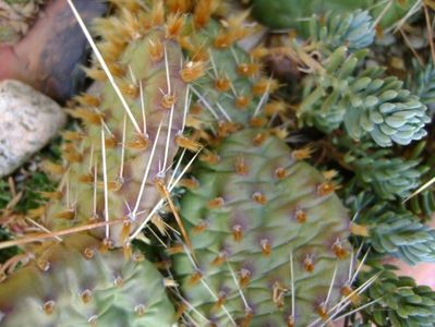 Opuntia phaeacantha