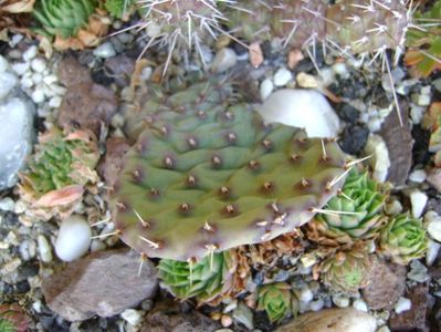 Opuntia fragilis