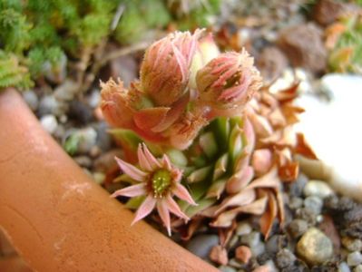 Sempervivum