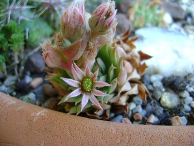 Sempervivum