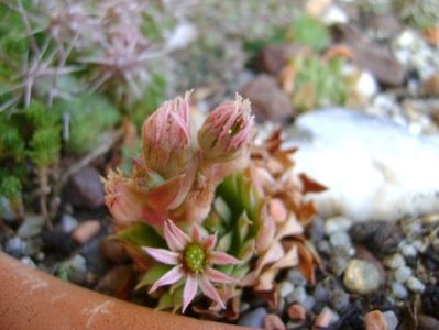 Sempervivum