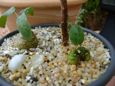 Grup de plante cu caudex; Mestoklema arboriforme
Dorstenia foetida
Dorstenia crispa
Trichodiadema bulbosum
