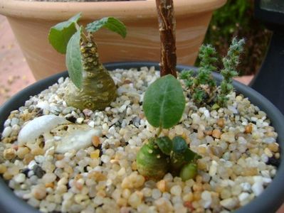 Grup de plante cu caudex; Mestoklema arboriforme
Dorstenia foetida
Dorstenia crispa
Trichodiadema bulbosum
