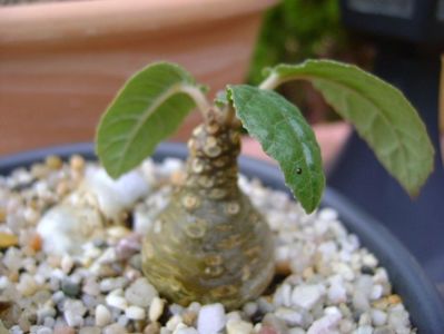 Dorstenia foetida