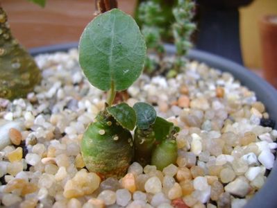 Dorstenia crispa