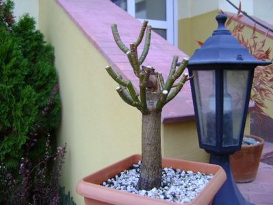 Euphorbia umbellata (Synadenium grantii); tunsoarea de iarna
