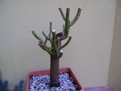 Euphorbia umbellata (Synadenium grantii); tunsoarea de iarna
