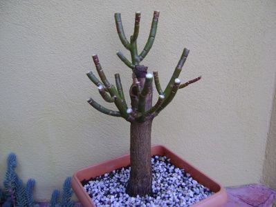 Euphorbia umbellata (Synadenium grantii); tunsoarea de iarna
