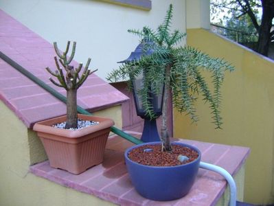 Euphorbia umbellata & Araucaria cunninghamii v. glauca