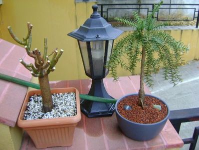 Euphorbia umbellata & Araucaria cunninghamii v. glauca