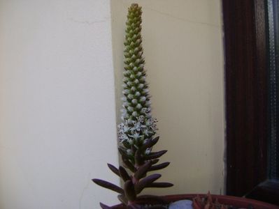 Orostachys erubescens, inflorescenta