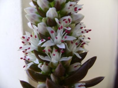 Orostachys erubescens, inflorescenta