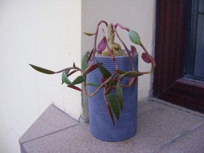 Monadenium rubellum (Euphorbia neorubella)