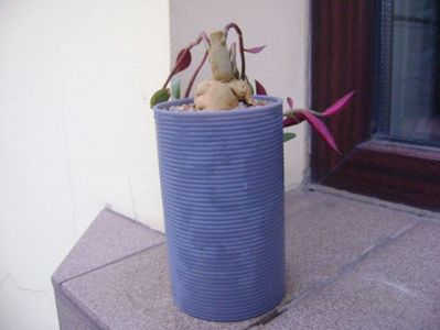 Monadenium rubellum (Euphorbia neorubella)